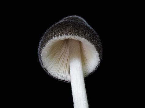 Rosegills / Volvariella sp.