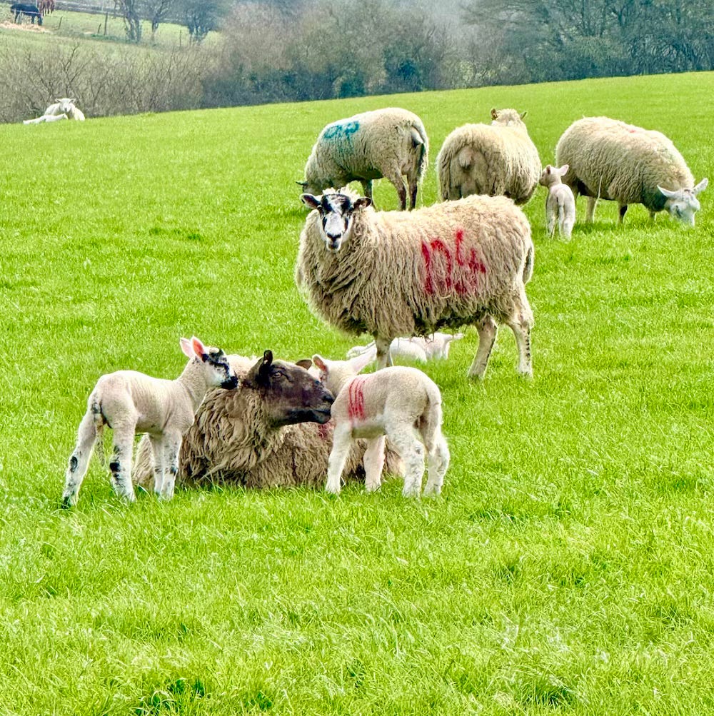 sheep in the fields of England