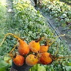 Support your local farmer; grown your own greens (I'm serious, it helps)