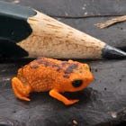 hot new releases right off the shelves (frogs, we're mostly talking about frogs)