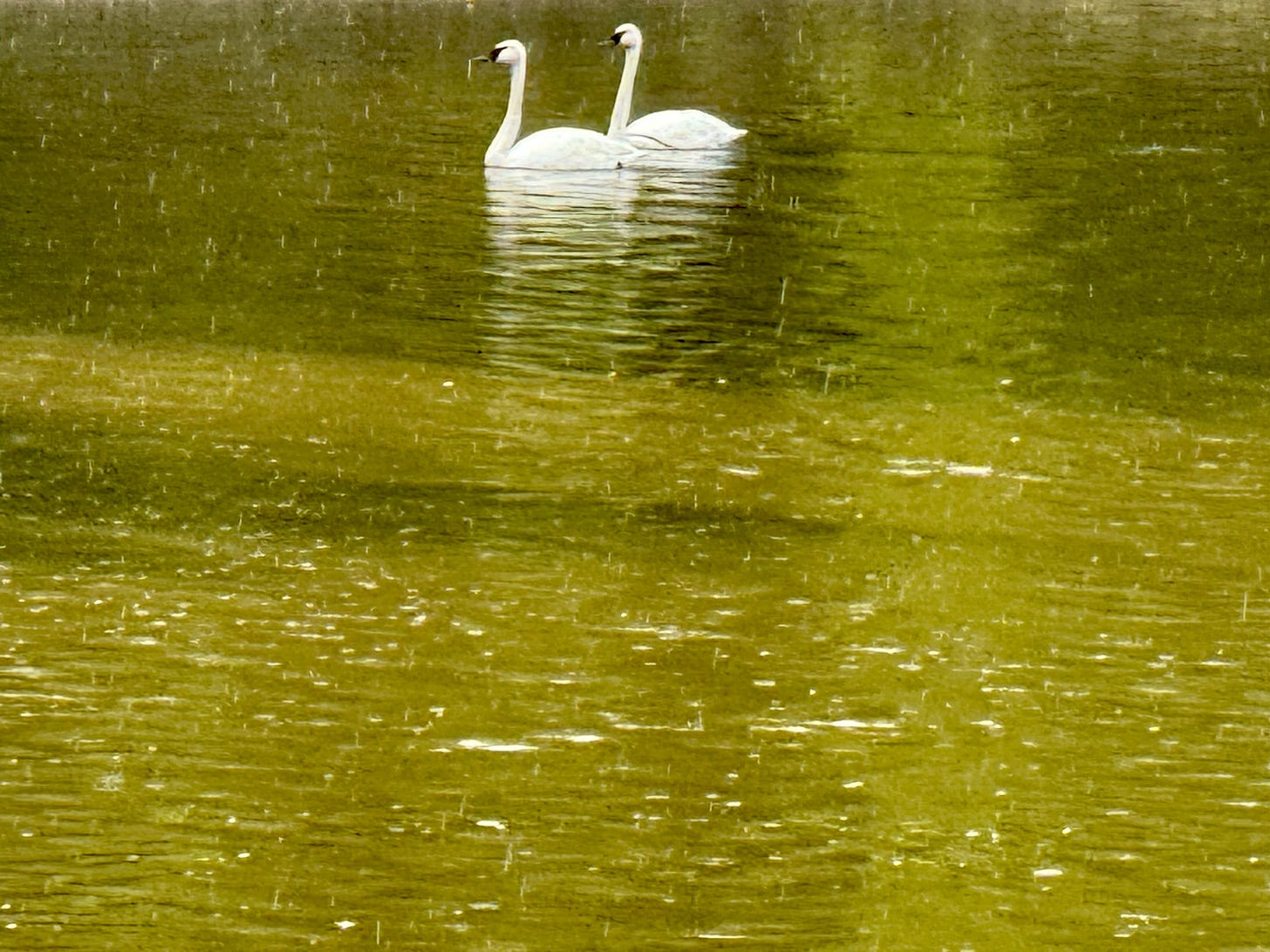 Two swans in a pond

AI-generated content may be incorrect.