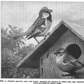 Trash Birds