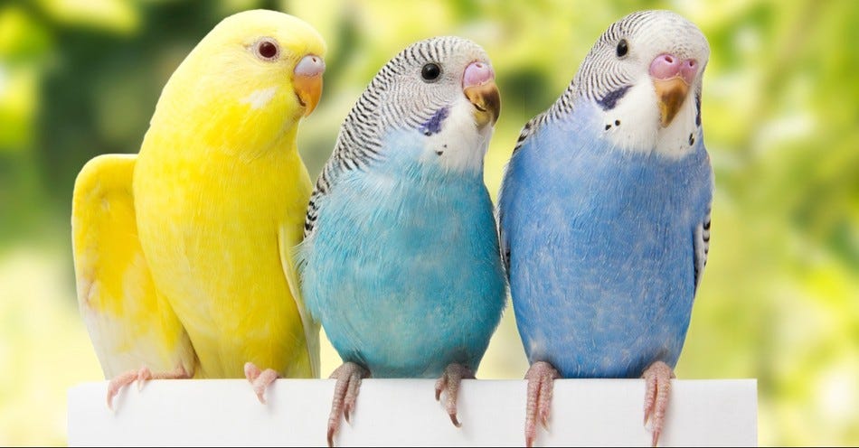 Is 'Birds of a Feather Flock Together' a Biblical Proverb? |  Christianity.com