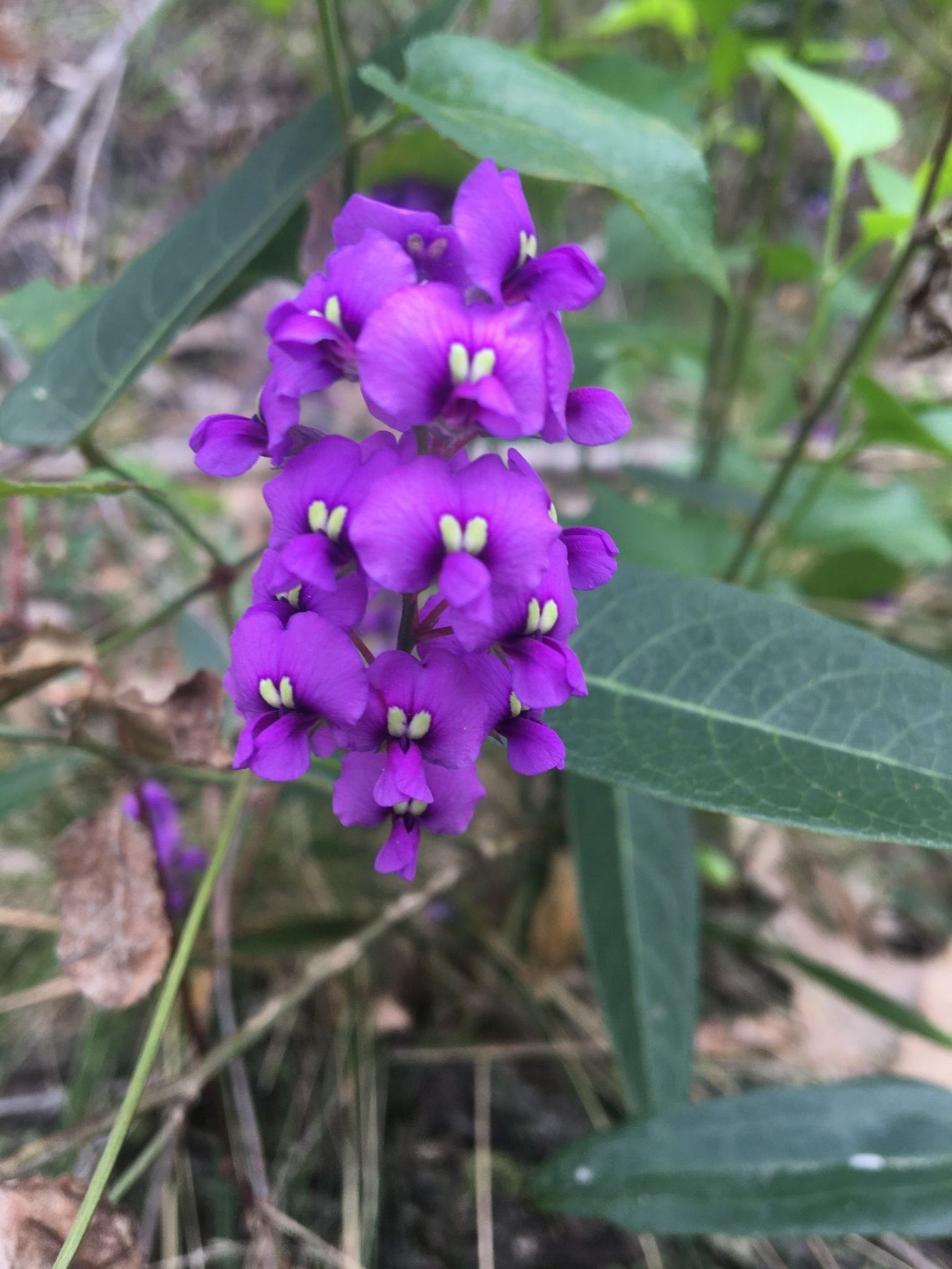 Hardenbergia violaceae [flowers - ATLAS - Sarilla, 2021].jpeg