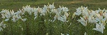 Garden of Z