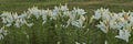 Garden of Z