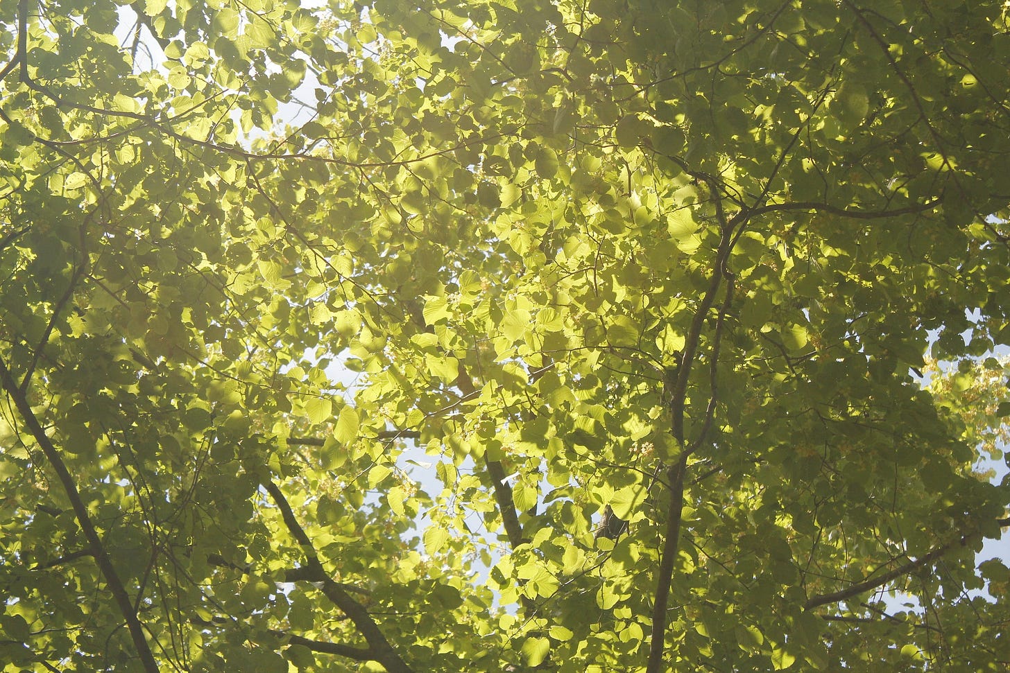 the view of a leafy canopy above a forest floor, lit up brightly with the sun like stained glass