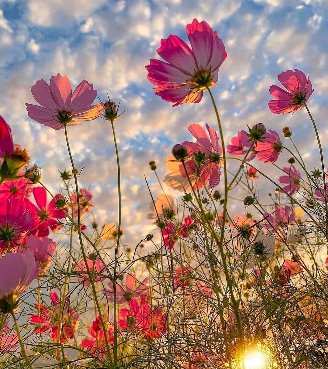 Artwork for Dhritee’s Substack