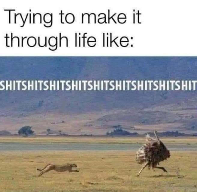 May be an image of camel, guanaco, kangaroo and text