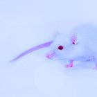 South Korea Lab Makes Bird Flu 100% Lethal in Mammals: 'Virology Journal'