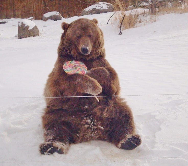 Brutus the Bear holding his big lollipop on his 10th birthday. | Bear, Cute  animal pictures, Cute animals