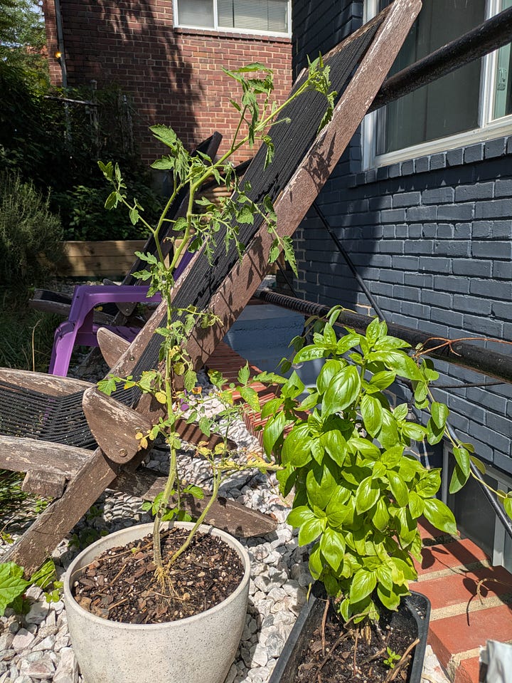The big and little duos. Our strongest tomato plant is now about 2-3 feet tall, and it's buddy basil has been thriving separately and fueling aforementioned peach and prosciutto sandwiches, among other summer treats.