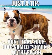 DOGS | PUPPIES | MEMES | Omg. Share with your squad ❤️ #cutepuppies  #dogmemes #funnydogs #idogsplanet #dogsofinstagram | Instagram