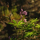 Water at the End of the Tunnel of Light: Love (Music) is the inversion of Beauty (Art).