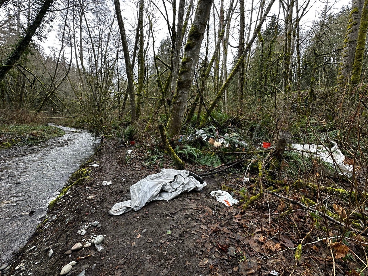 A river running through a forest

Description automatically generated
