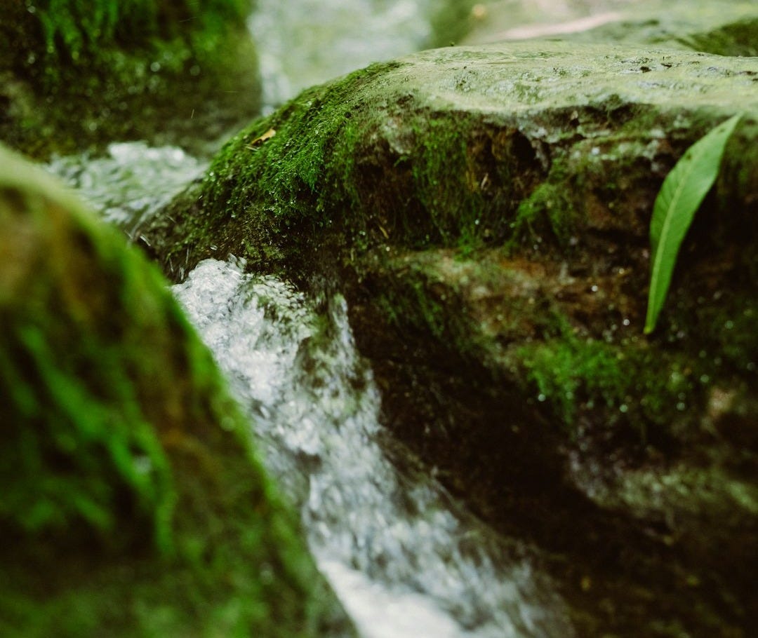 water flower through rocks