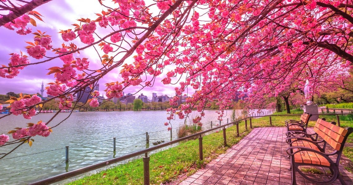 Cherry blossoms over Shinobazu Pond in Ueno Park, Tokyo, with a paved accessible path and benches along the water Cherry blossoms over Shinobazu Pond in Ueno Park, Tokyo, with a paved accessible path and benches along the water