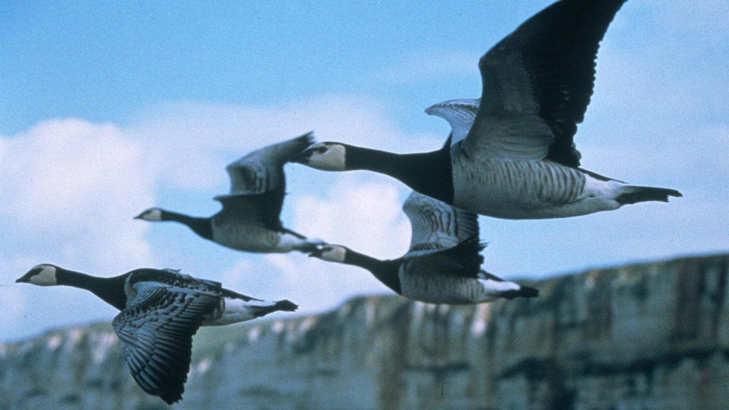 Video clip from the 2001 film Winged Migration