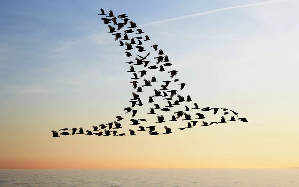 It's Not Your Imagination: Migrating Birds Talk to Each Other | Sierra Club It's Not Your Imagination: Migrating Birds Talk to Each Other | Sierra Club