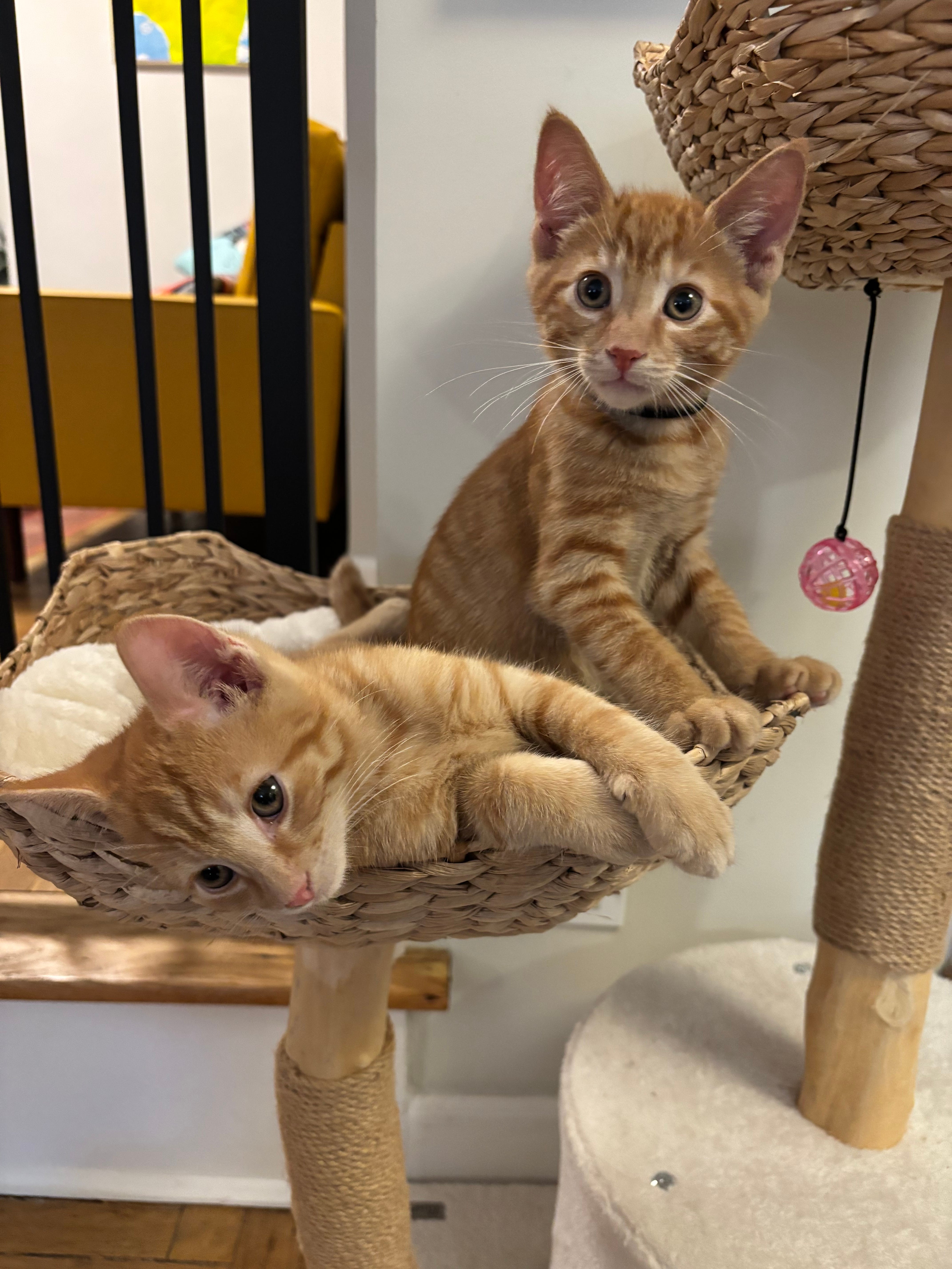 Riff and Perchik Sleep