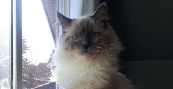 Episode 161: Detective Herzog And The Millionaire Kitty Cartel