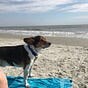 Southern Dog's avatar
