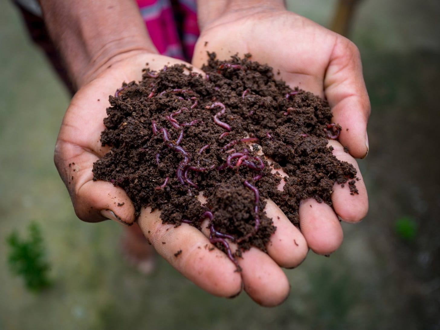 vermiculture vermiculture