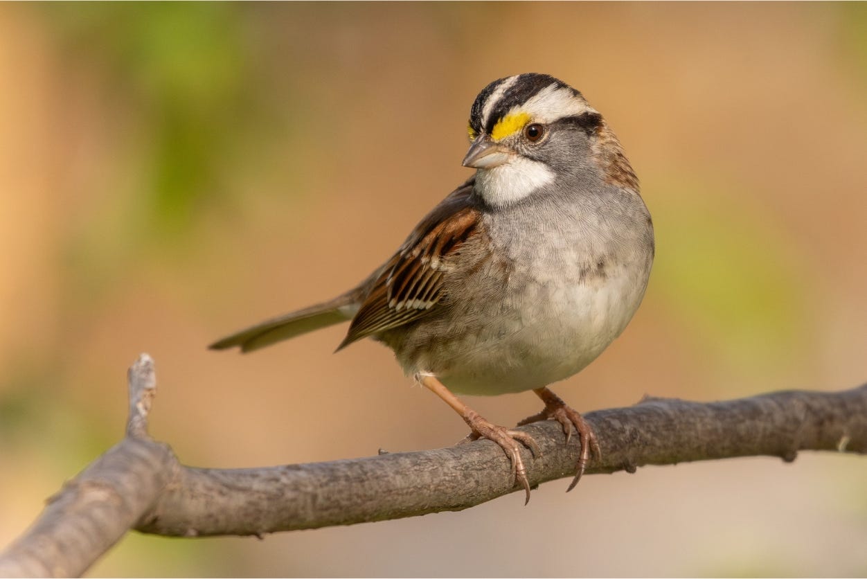 White-throated Sparrow on a branch White-throated Sparrow on a branch