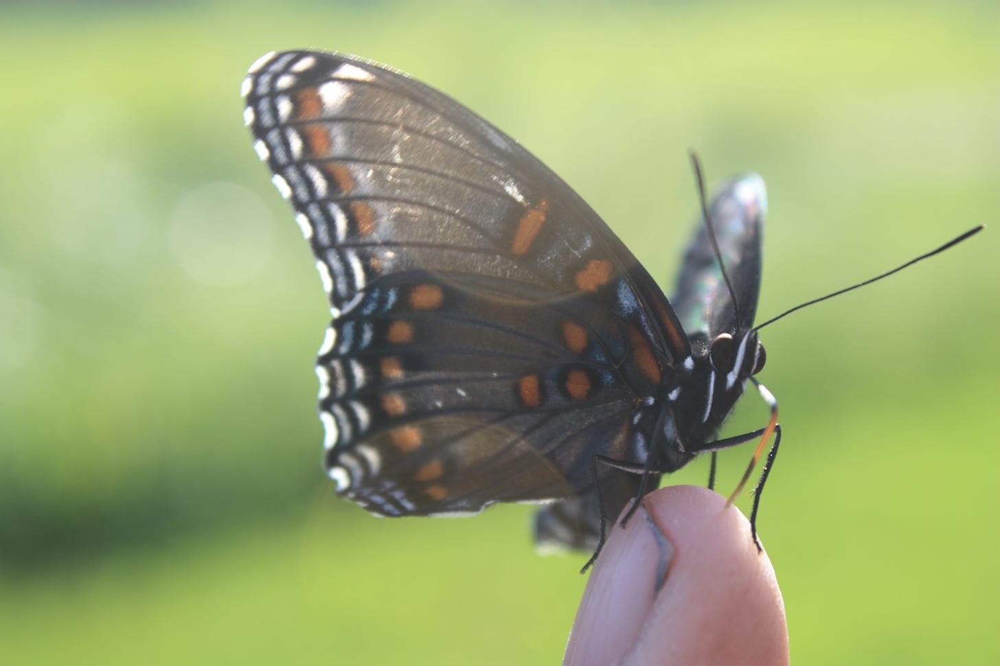 Butterfly on a finger