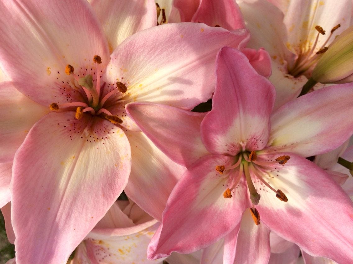 cómo manifestar: la guía definitiva