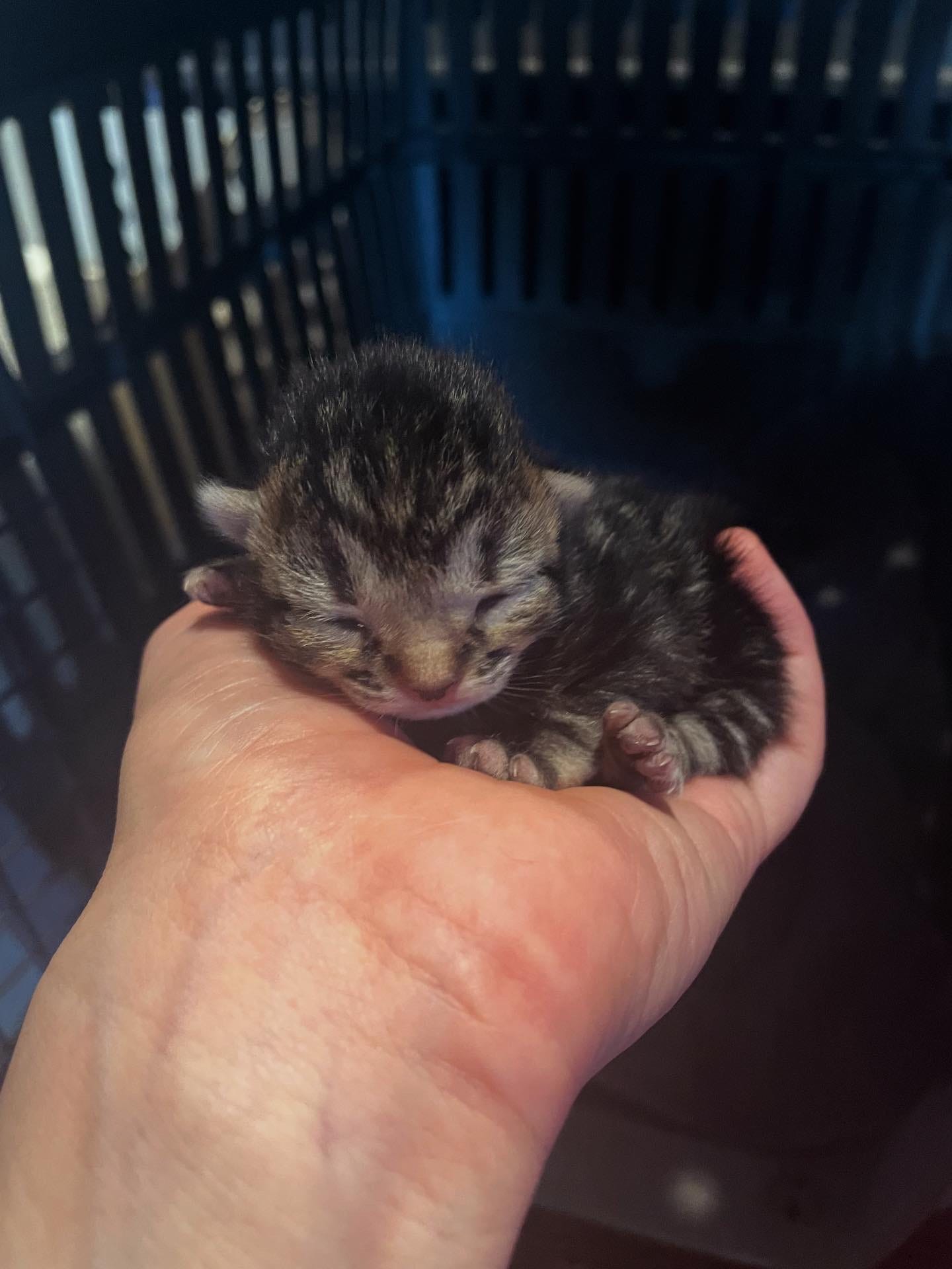 Our first litter - Patty's baby - April 2026