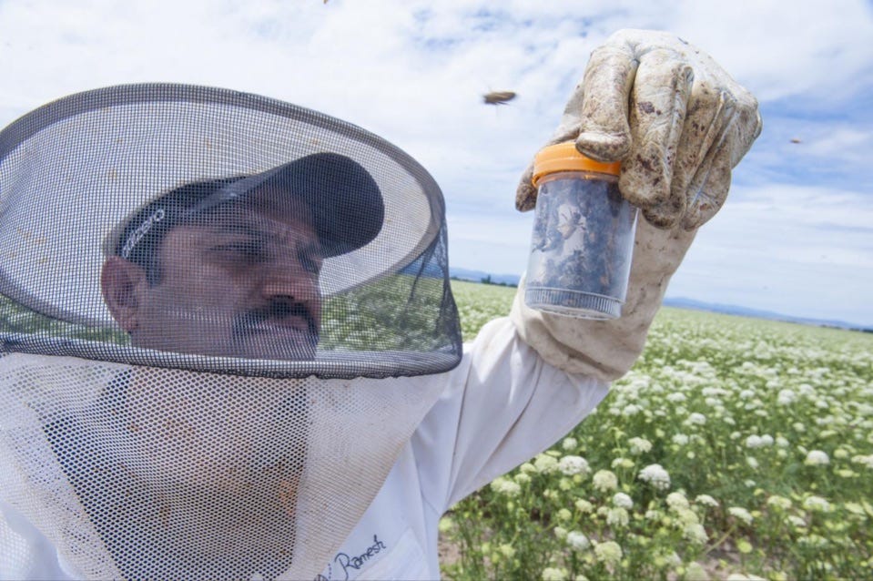 Researcher looking at vial of bees. Researcher looking at vial of bees.