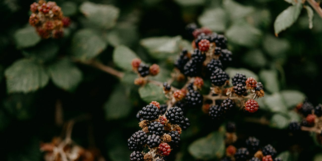 Blackberry Mornings