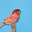 Micaela Go's avatar