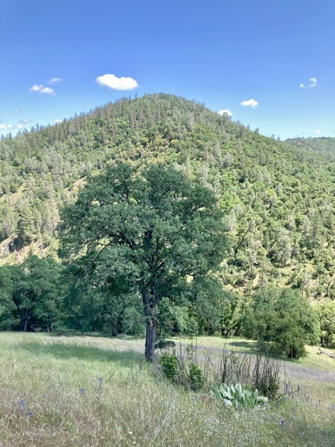Oak tree and mountain behind it