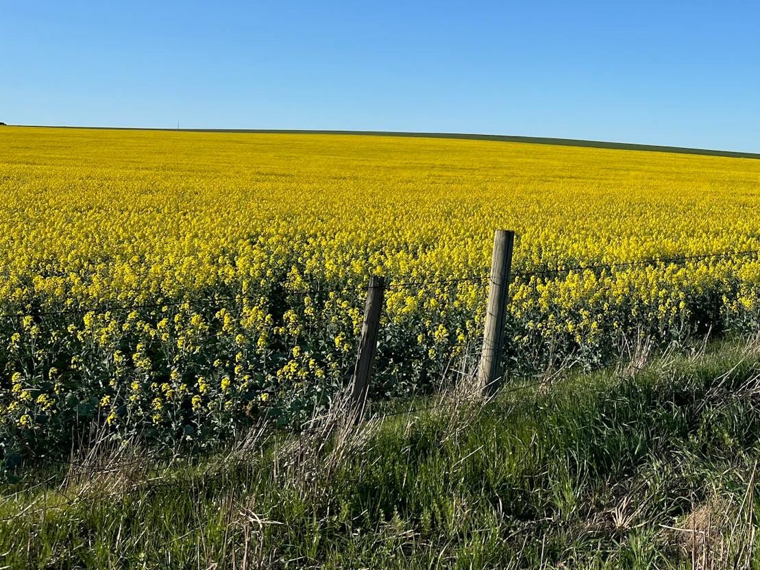 Canola field in Australia