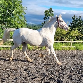 Equine feed manufacturer announces new webinar series