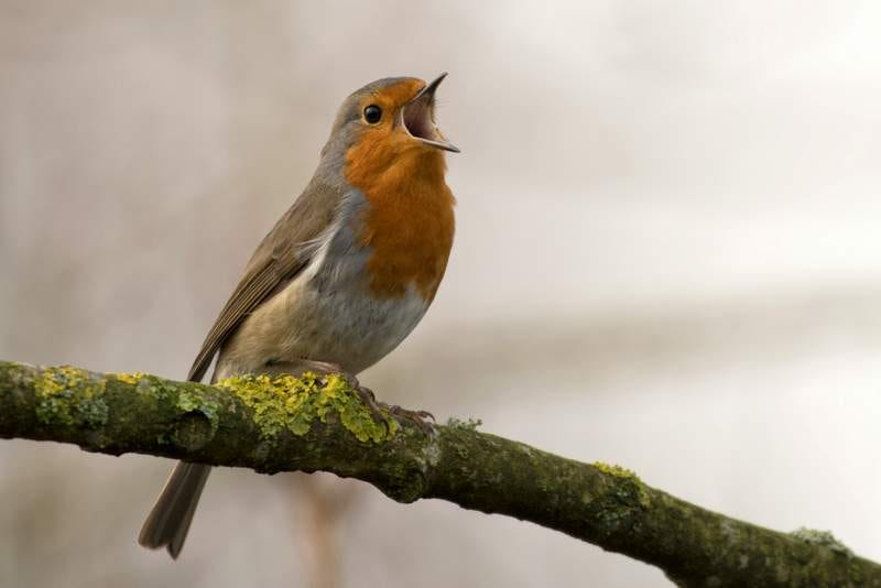 Unsplash image of a robin.