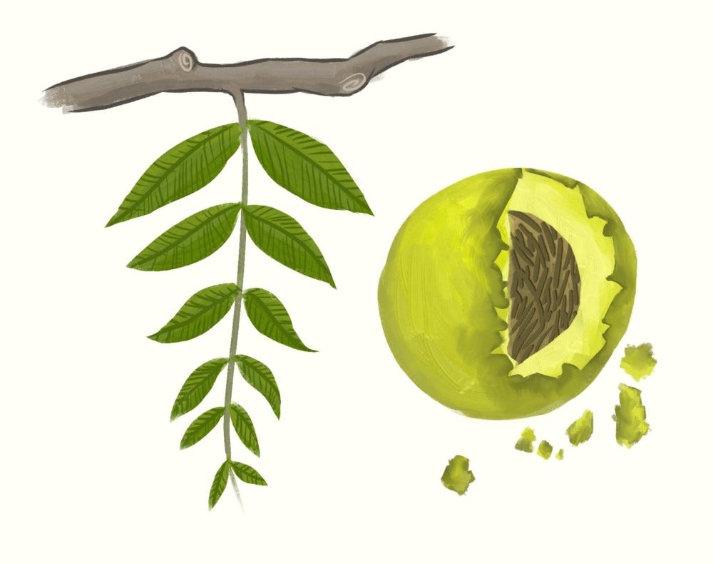 A black walnut branch & leaves shaped like a "T" and a broken-up black walnut as the "O".