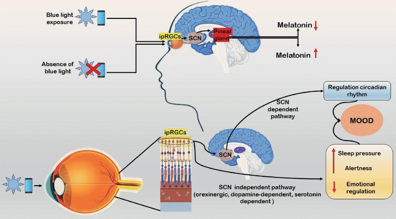 Chronobiology in Medicine Chronobiology in Medicine