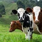 Animal Welfare and the Food System