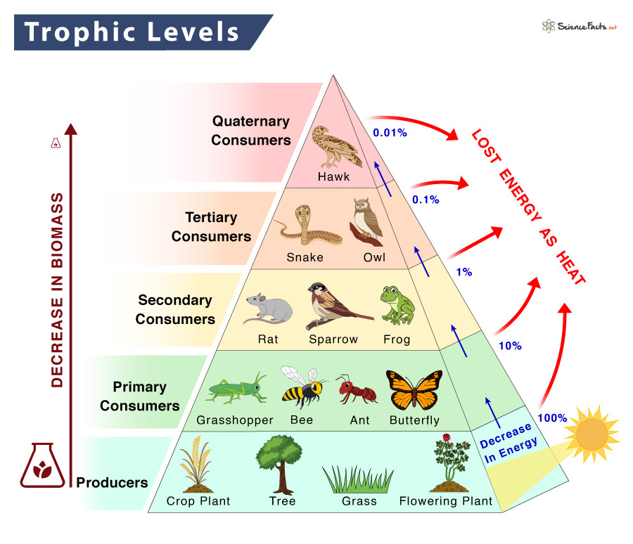 Trophic Level - Definition, Examples, and Diagram Trophic Level - Definition, Examples, and Diagram