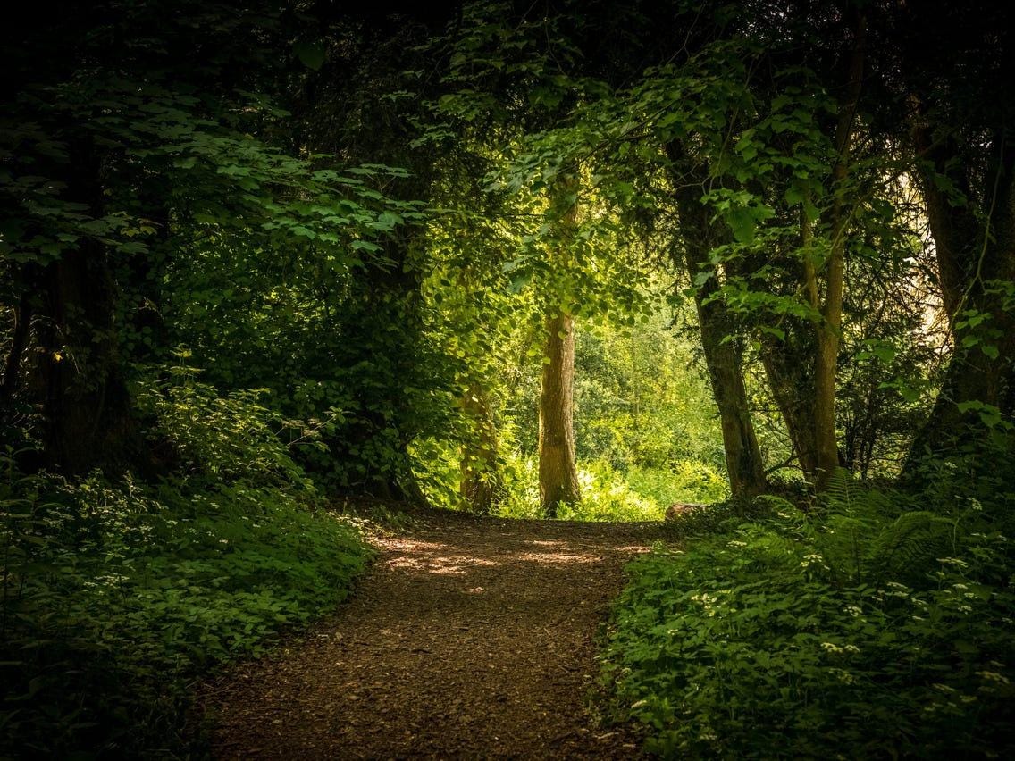 Haunted Forests Around the World