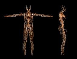 Spotlight On: The Nervous System - I ...