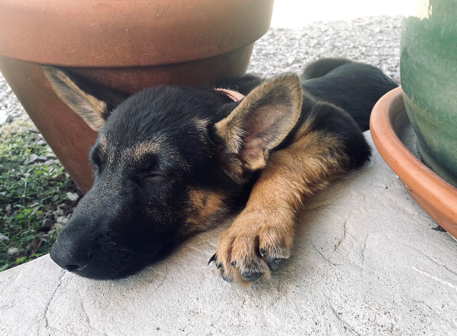 Penny - October 2025