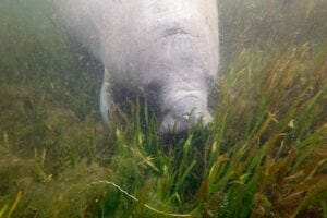 The Manatee Power Grab: Florida manatee lawsuit could let federal courts force state regulation—raising major constitutional questions.