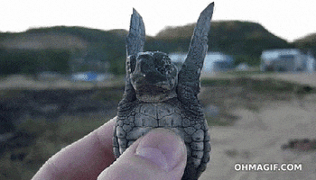 Sea Turtle GIFs for #WorldSeaTurtleDay! by NRDC | GIPHY