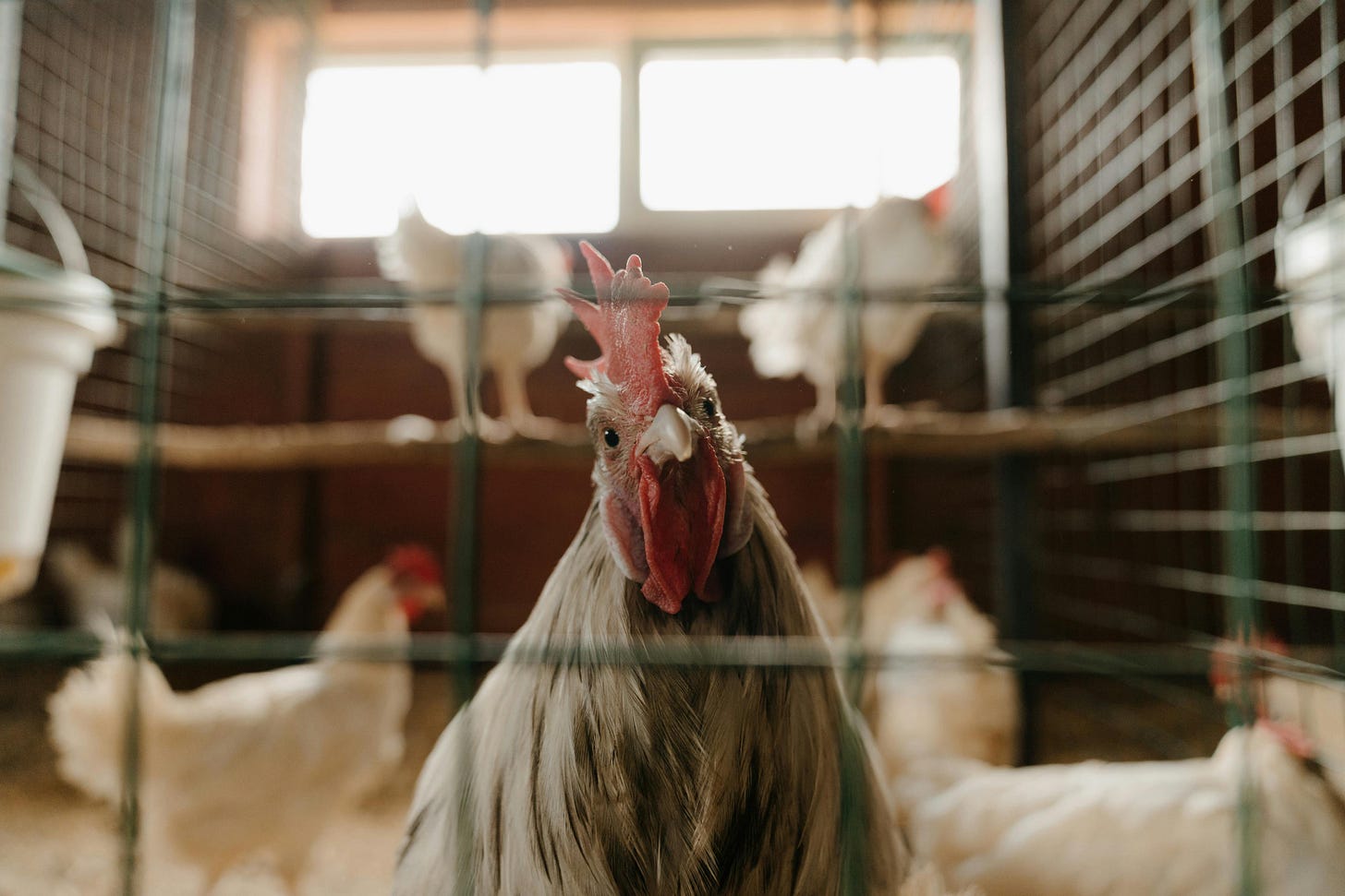 A chicken, that is looking out of the fence that holds it, while the other chickens are looking inside the fence. 