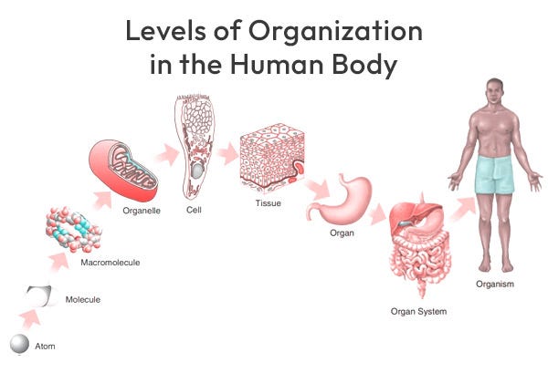 Levels of Organization in the Human Body