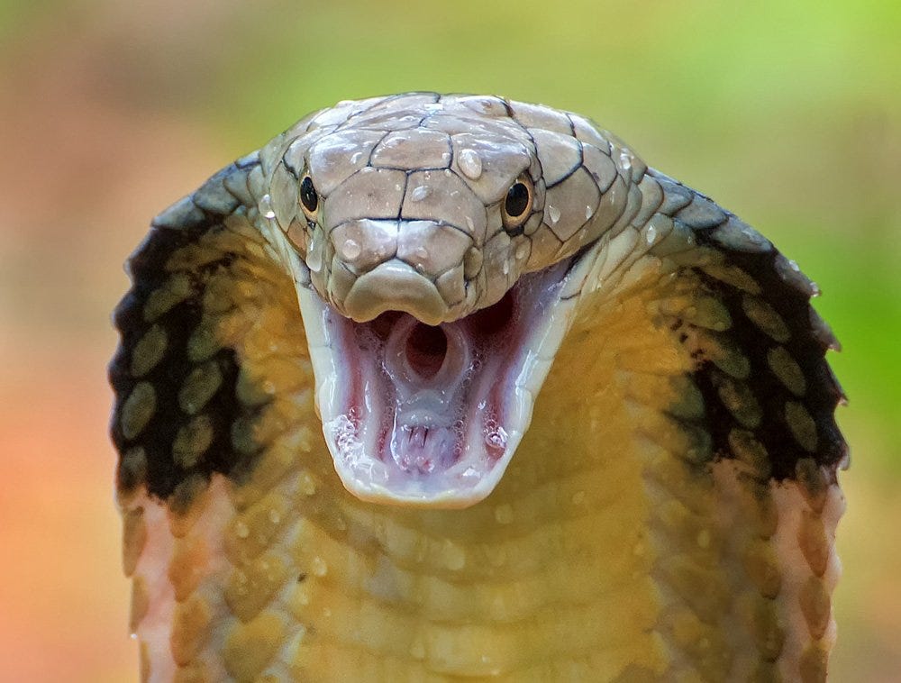 King Cobra Facts for Kids | World's Longest Venomous Snake